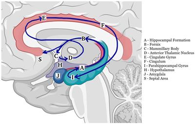 Acute amnestic syndrome in fornix lesions: a systematic review of reported cases with a focus on differential diagnosis